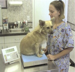 Detecto VET-series vet scales, veterinary scales